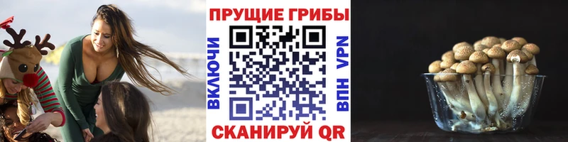 Псилоцибиновые грибы Psilocybine cubensis kraken вход Лодейное Поле